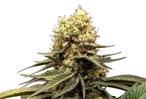 foto de laboratorio 420